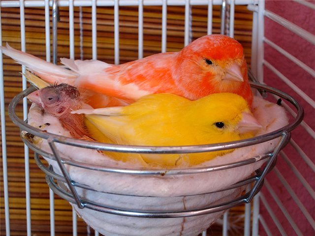 Содержание канареек и уход за ними в Скопине