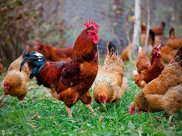 Породы куриц | ЗооТом - продажа, вязка и услуги для животных в Скопине
