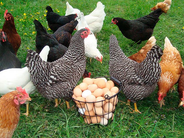 Содержание кур и уход за ними | ЗооТом - продажа, вязка и услуги для животных в Скопине