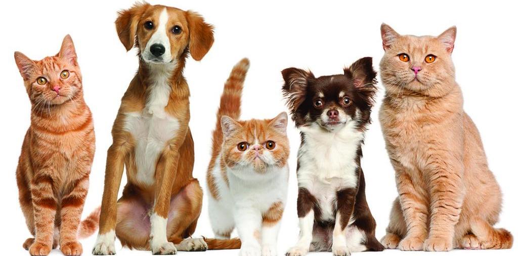 Доска объявлений о животных | ЗооТом - продажа, вязка и услуги для животных в Скопине