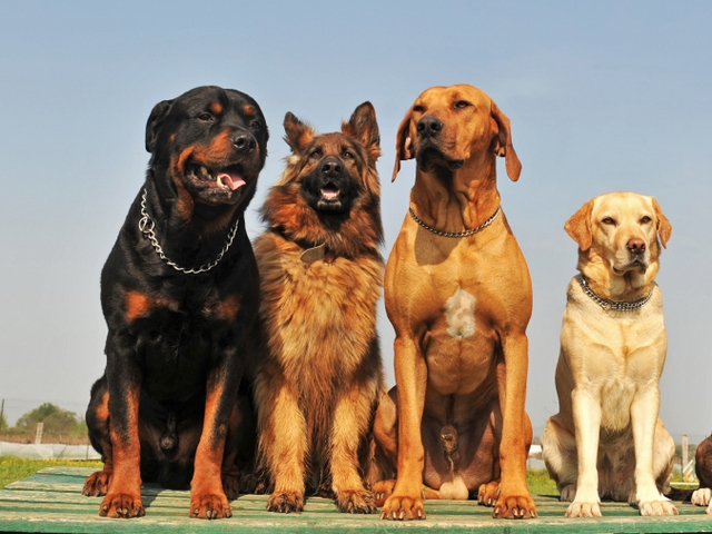 Крупные породы собак в Скопине | ЗооТом портал о животных