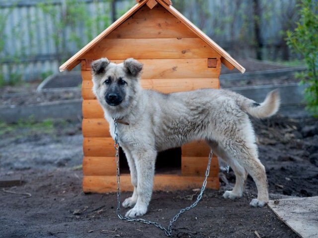 Все о собаках в Скопине Все о собаках в Скопине